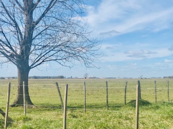 Campo de 60 Hectáreas en Ruta 6 km 82 - Imagen 6