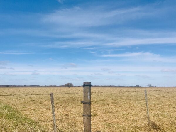 Campo de 60 Hectáreas en Ruta 6 km 82 - Imagen 7