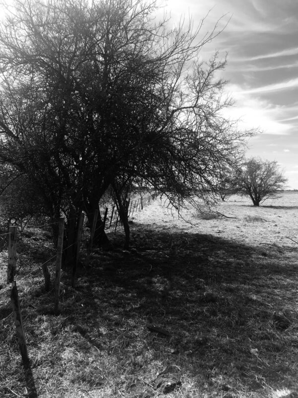 Campo de 60 Hectáreas en Ruta 6 km 82 - Imagen 10