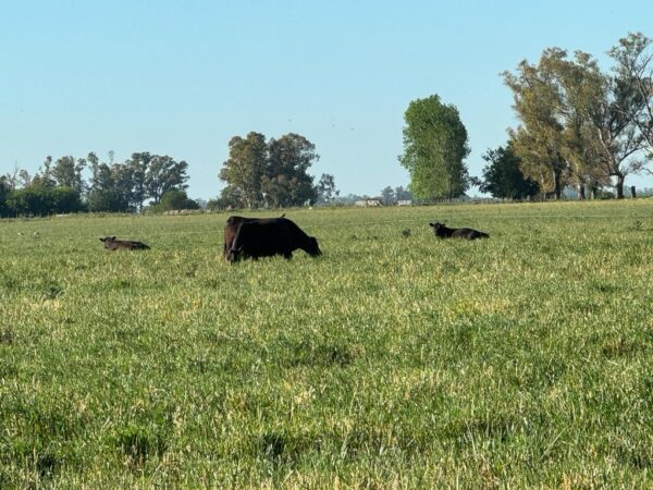 Campo de 60 Hectáreas en Ruta 6 km 82 - Imagen 16