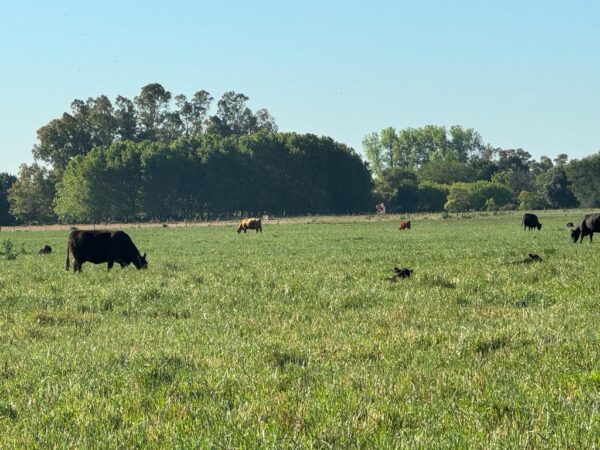 Campo de 60 Hectáreas en Ruta 6 km 82 - Imagen 17